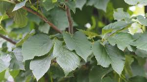 tilia tomentosa-1859