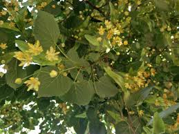 tilia tomentosa-1857