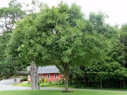 ulmus pumula-0