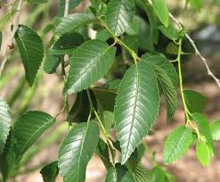 ulmus pumula-1863