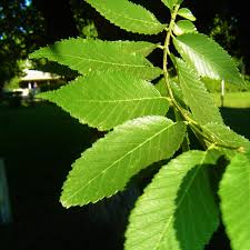 ulmus pumula-1860