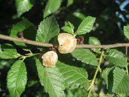 ulmus pumula-1861
