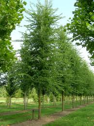 ulmus resista-0
