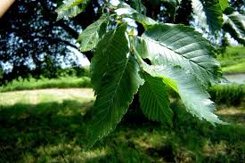 ulmus resista-1864