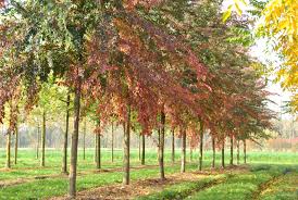 ulmus resista-1866