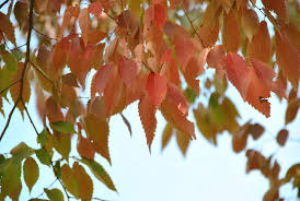zelkova serrata-1869