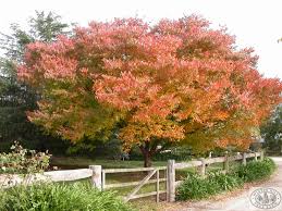 zelkova serrata-0