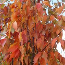 zelkova serrata-1868