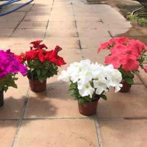petunia-0