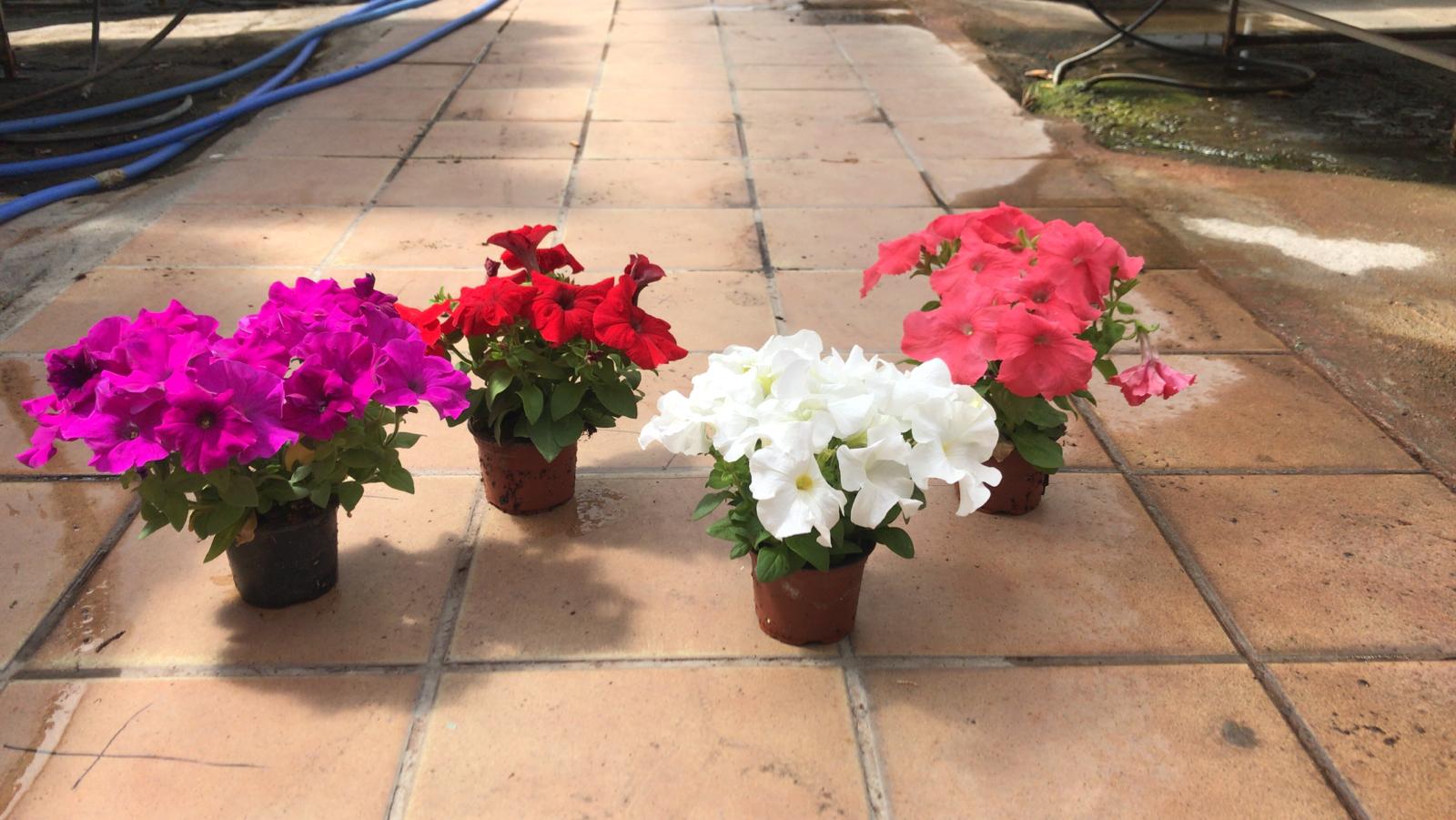 petunia-0