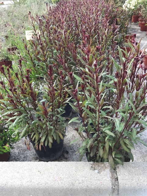 Gaura-1921