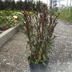 Gaura-1920