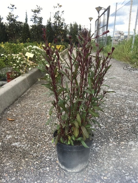 Gaura-1920