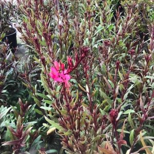 Gaura-0