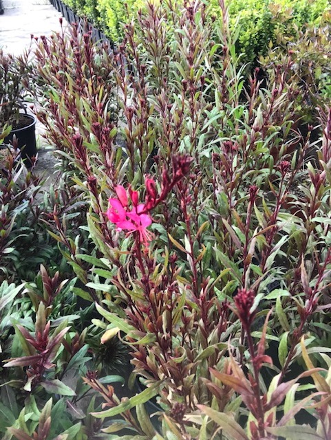 Gaura-0