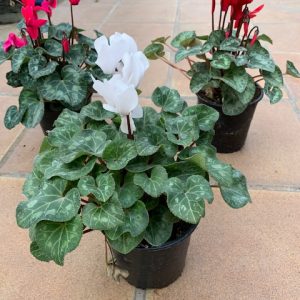 Cyclamen -0