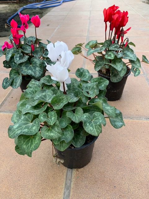Cyclamen -0