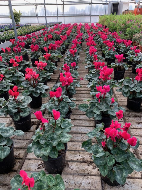 Cyclamen -1936