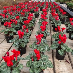 Cyclamen -1934
