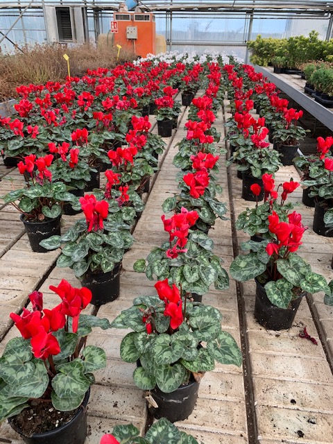 Cyclamen -1934