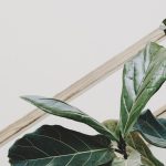 ¿Que planta es ideal para verano?