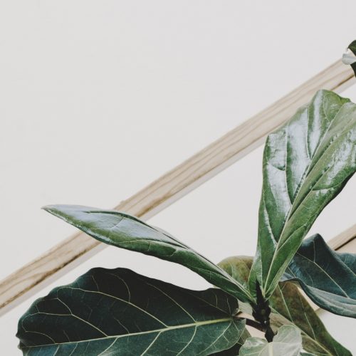 ¿Que planta es ideal para verano?