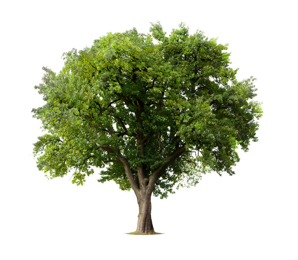 Arboles