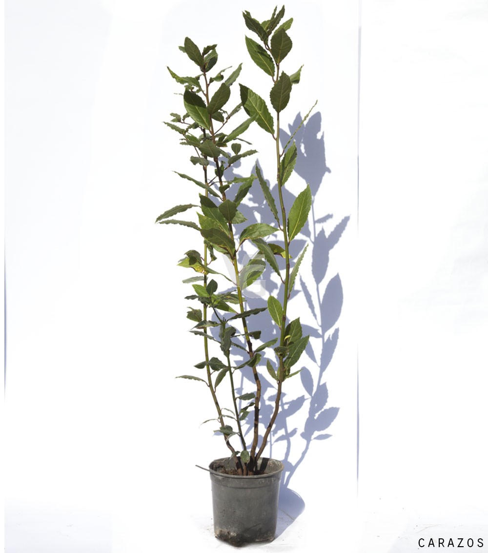 laurus-nobilis-1