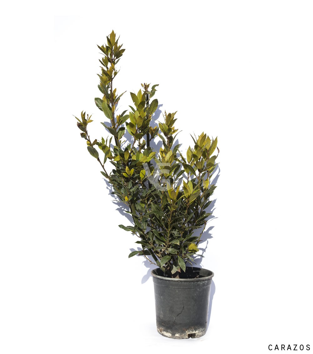 laurus-nobilis-2